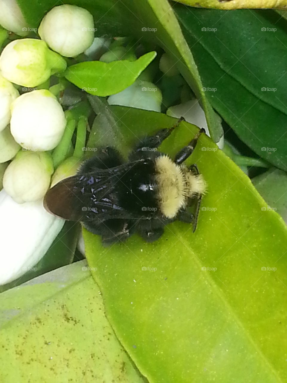 bug on my orange tree