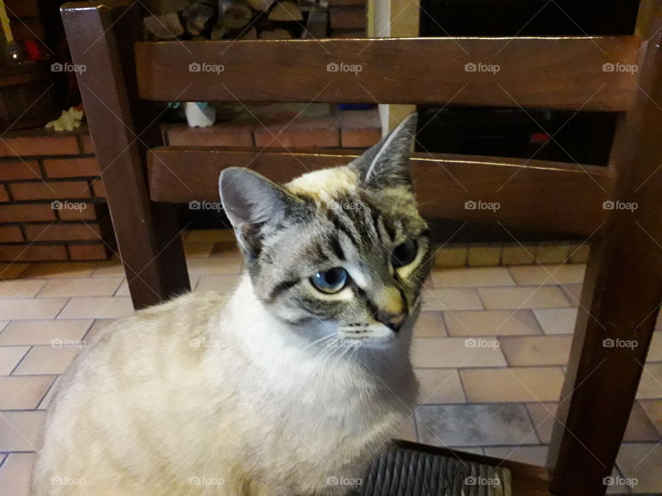 my cat sitting on a chair