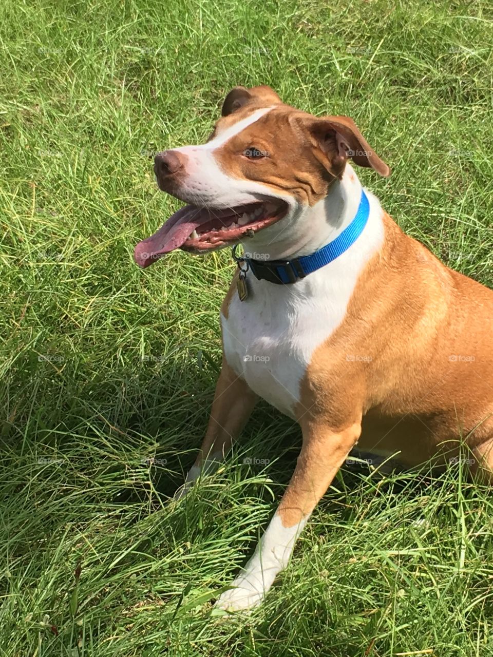 Rescue pitbull dog sitting in the grass 