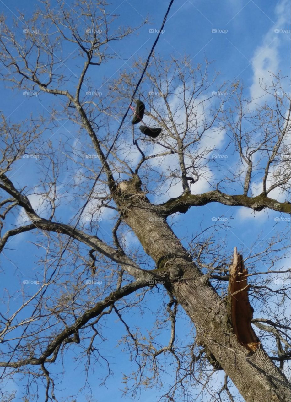 Shoe Dangling with Trees