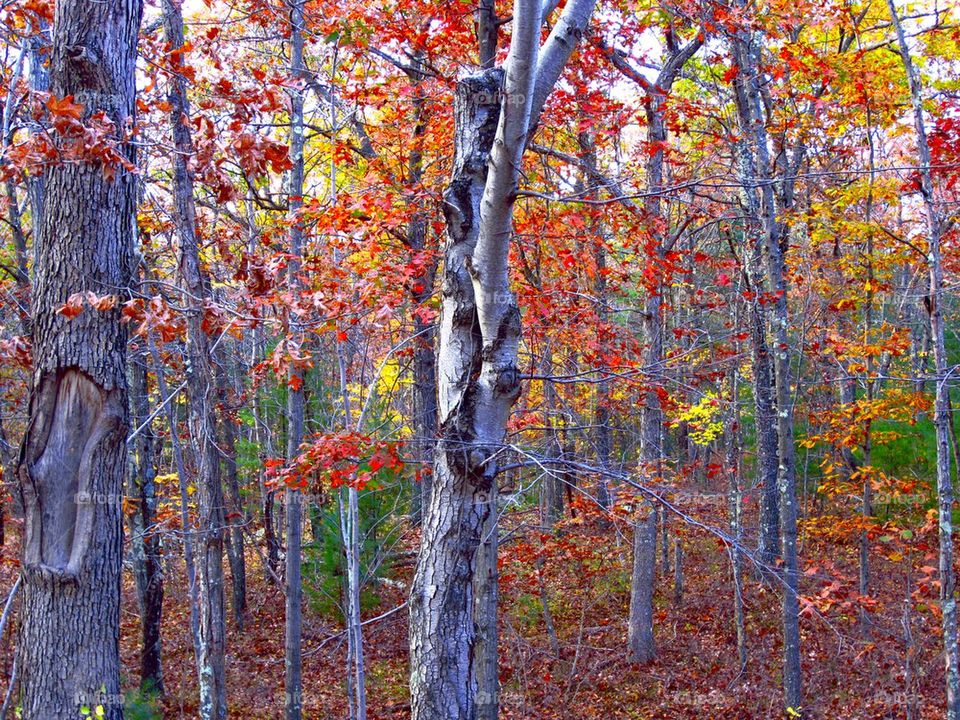 New England fall foliage