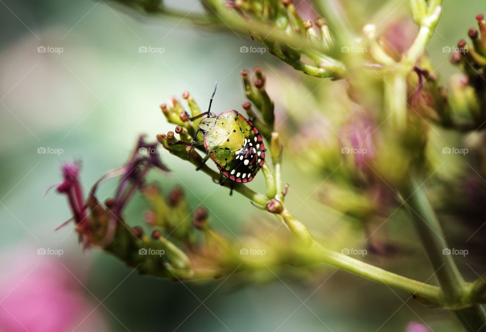 Shield Bug