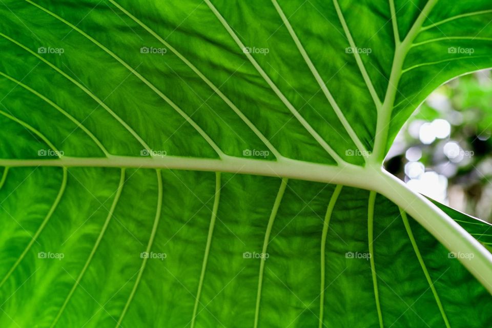 Bokeh through the tropical leaf