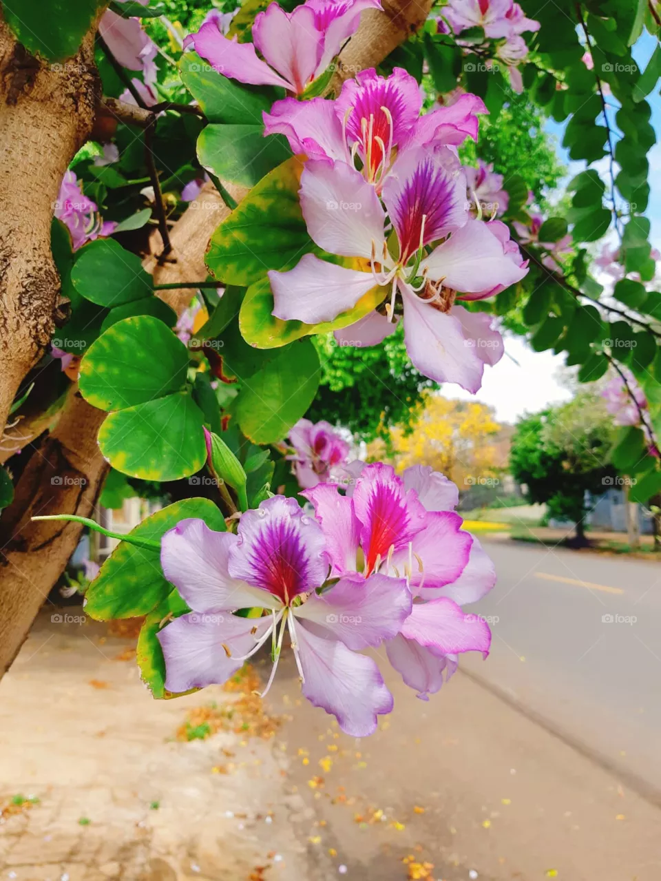 Flores