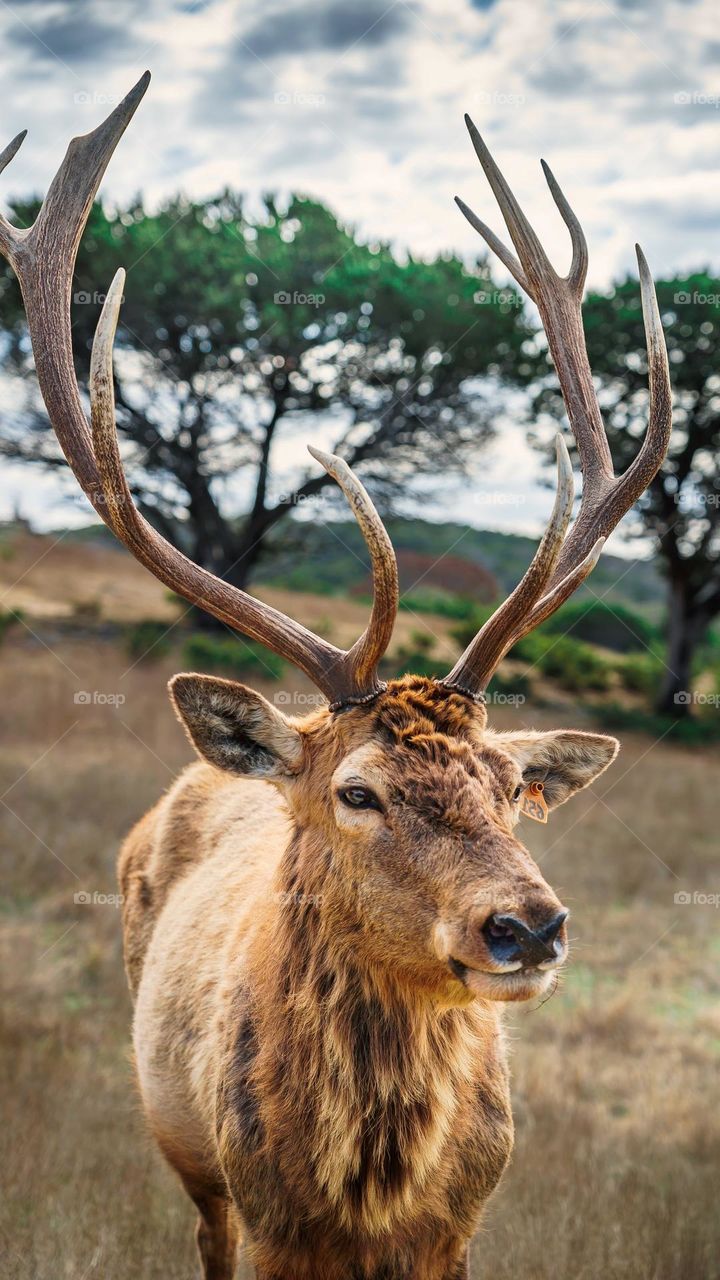 Beautiful brown colour deer