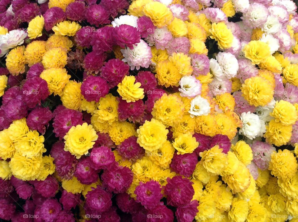 Beautiful chrysanthemum background