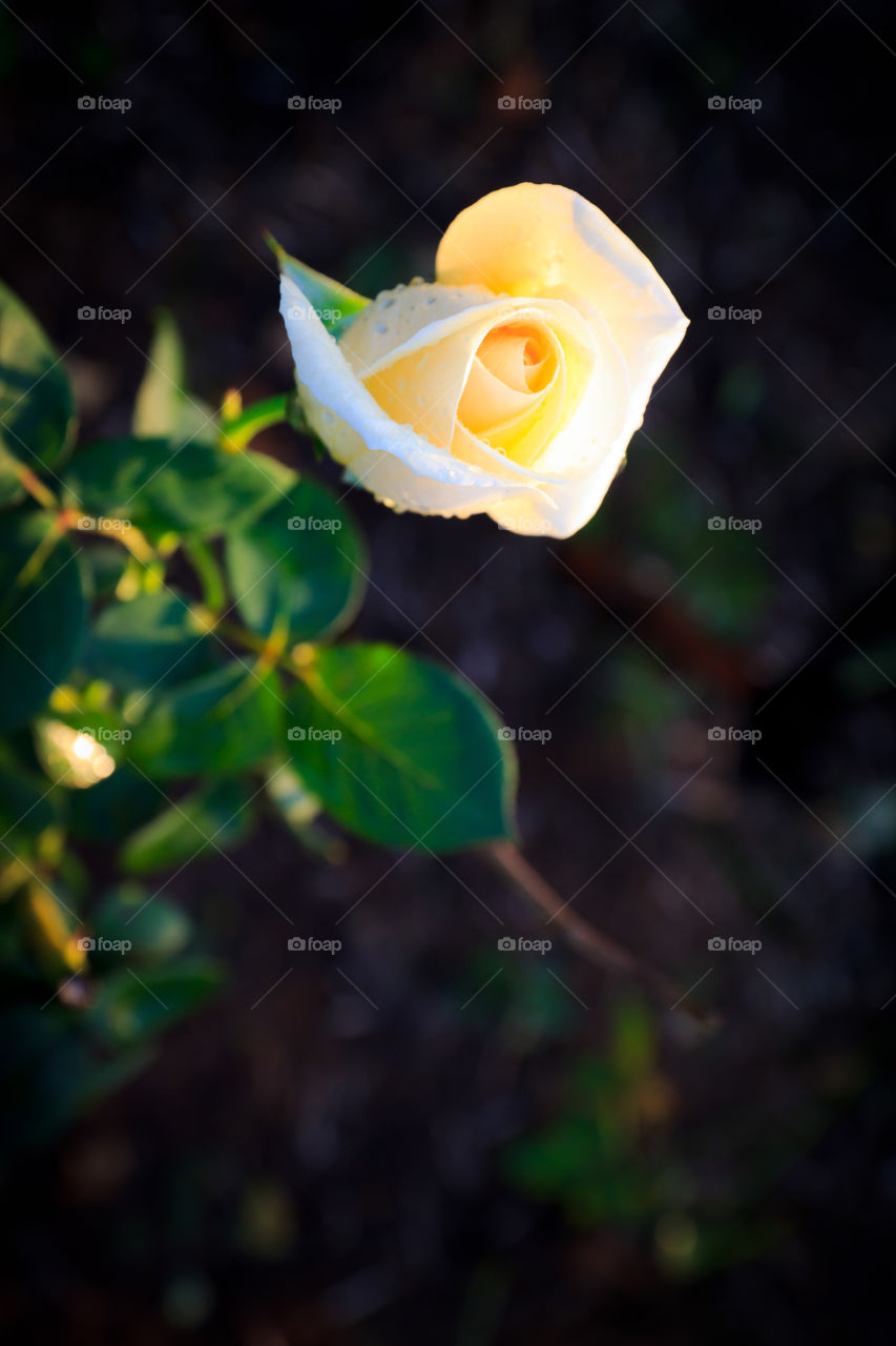 rose. white rose in garden