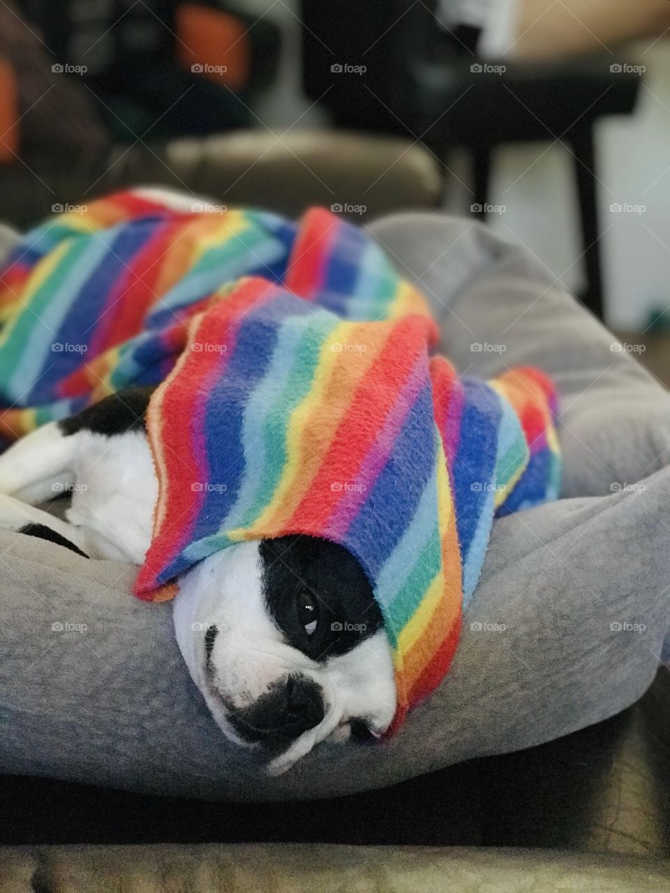 It was a hot day today & the pups went out for a walk. Then back to the air-conditioned house which was almost too cold for this pup! But then again she always wants to be under a blanket regardless the temperature! Dogs life - hard to take! 🐶