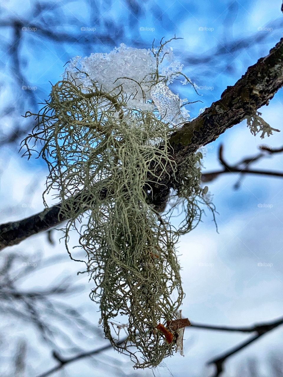 Lichen on a tree branch