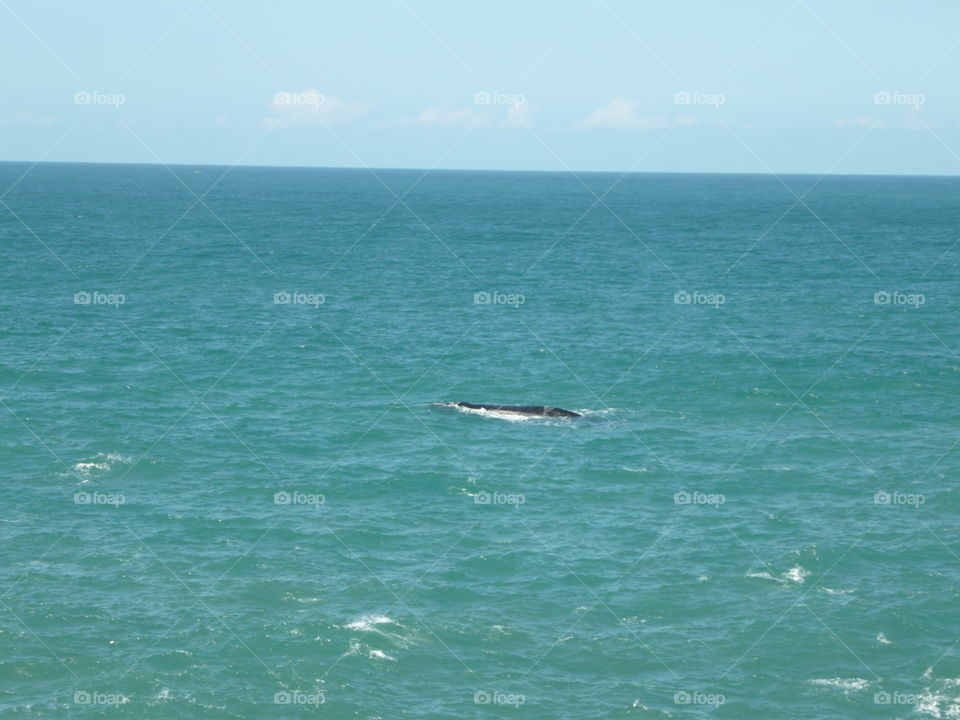 baleia visitante