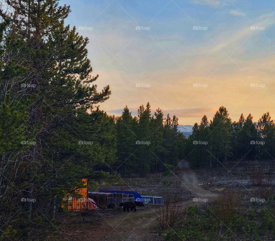 Big black bear exploring in the sunset