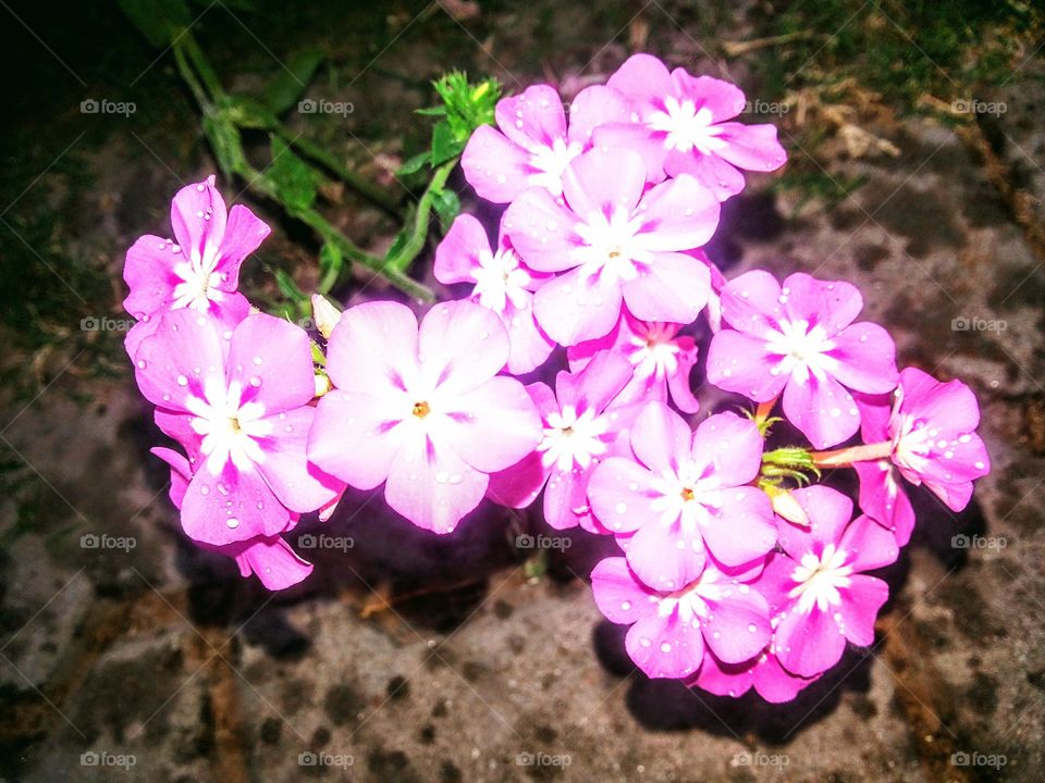 Annual Phlox plant smiling bright after showers of rain seems like kids smiling,hiding, juggling to get captured in photo and excited to see camera😂. Kids and Flowers only 2 things in world which brings instant smile nd happiness on everyones face🌸