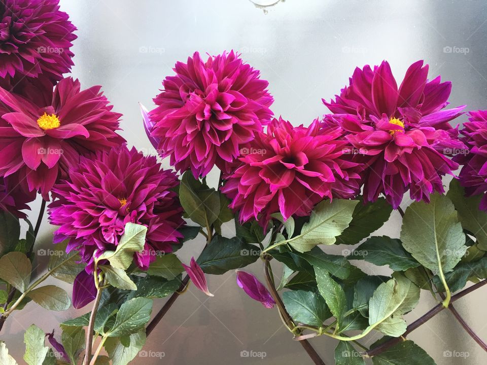 Bright pink Dahlia flowers freshly picked from the garden.