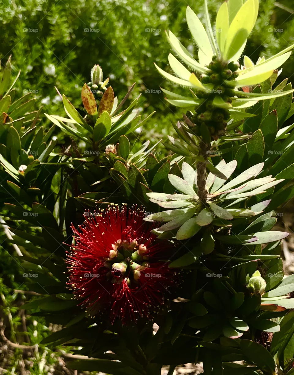 Flora