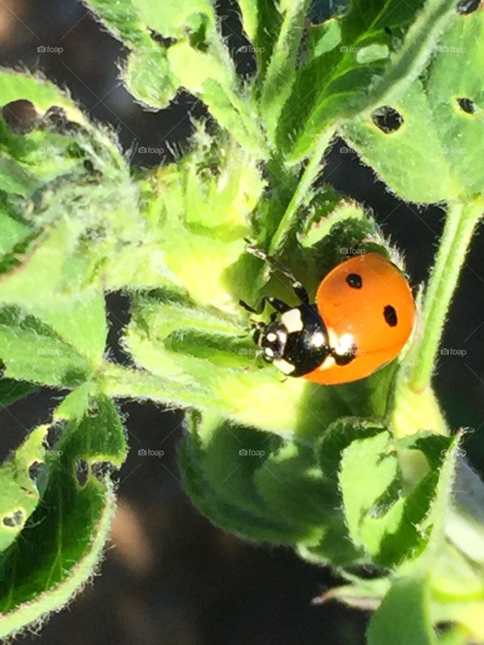 Ladybug up close 