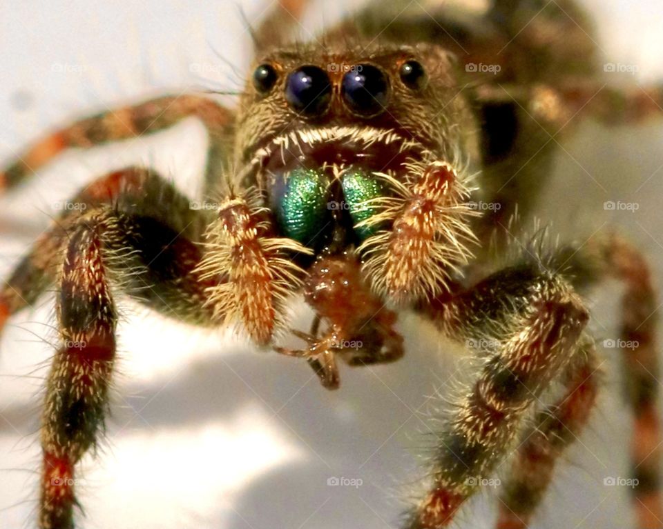  Jumping spider eating a smaller spider macro