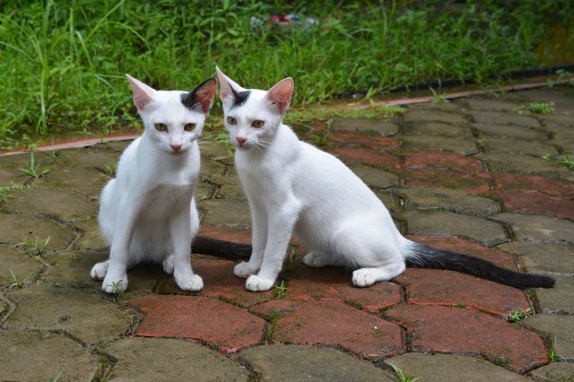 two kittens