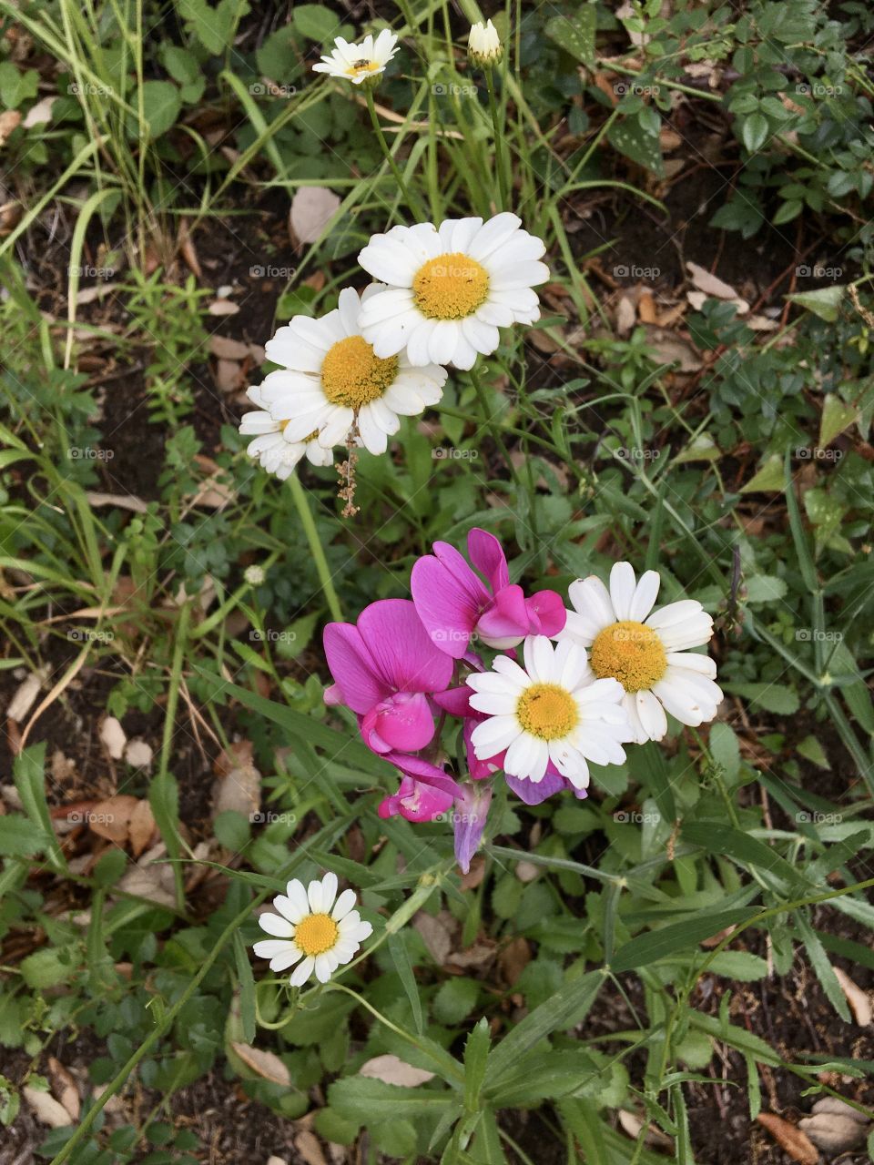 Wild daisies 