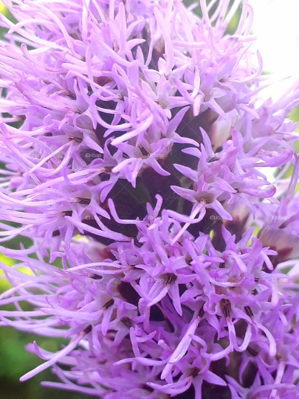 Purple flower is in fullscreen