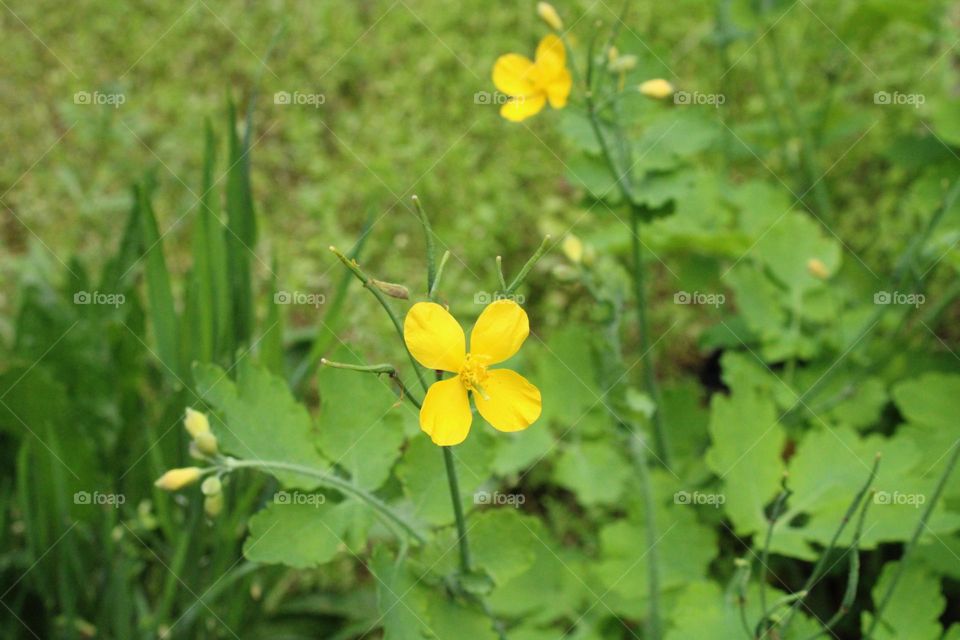 Spring bloom 🤗🌸💛