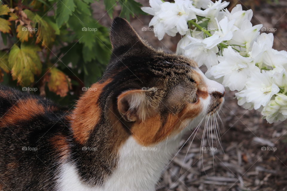 Young calico cat smells fresh white flowers.
