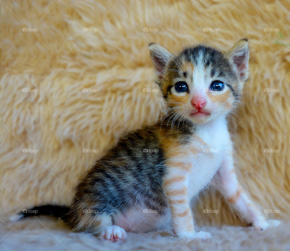 Kittens full of tenderness