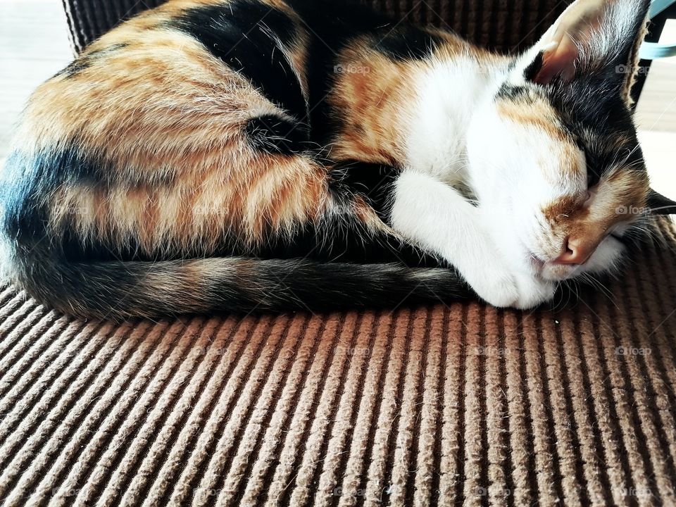 Sleeping kitty