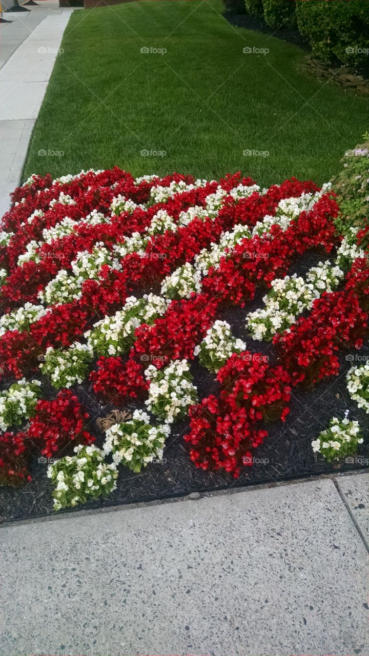 summertime flowers. outside a hospital in  new Brunswick