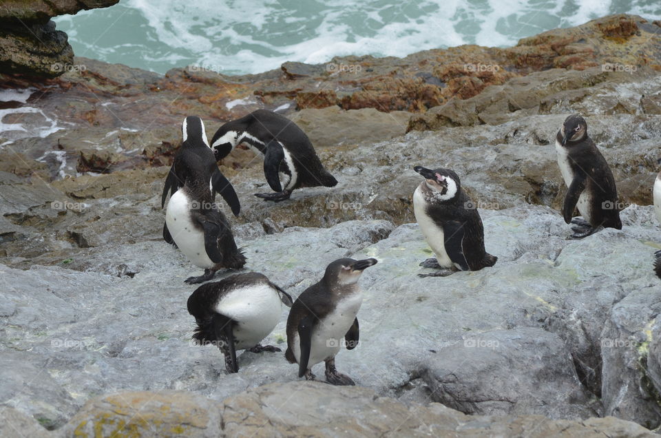 African penguins in South Africa