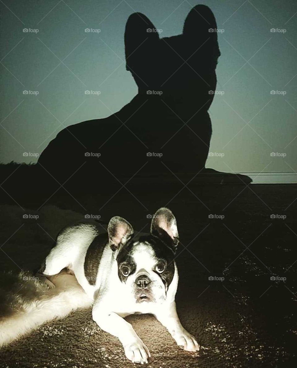la sombra del perro