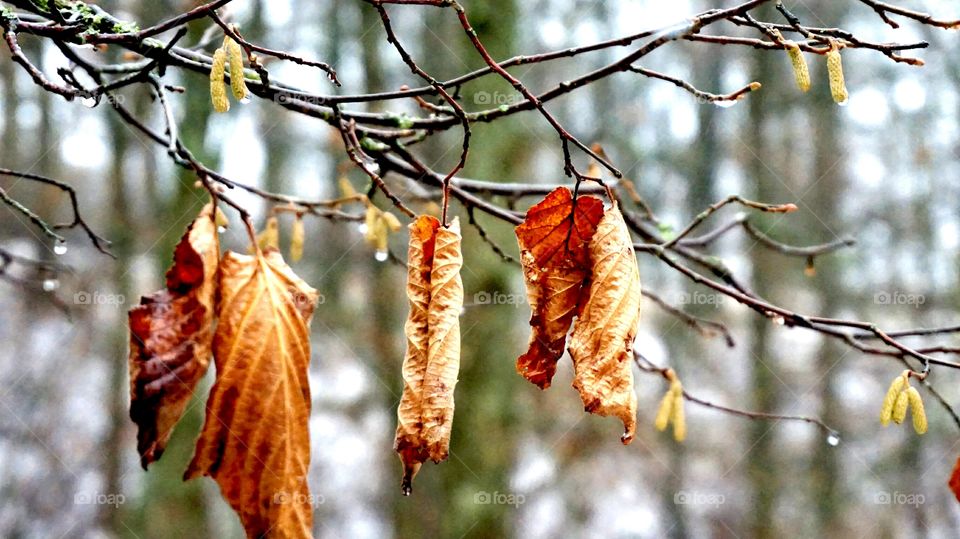 twig in the forest. twig#forest