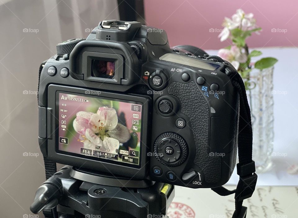 Taking photos of beautiful flowers 