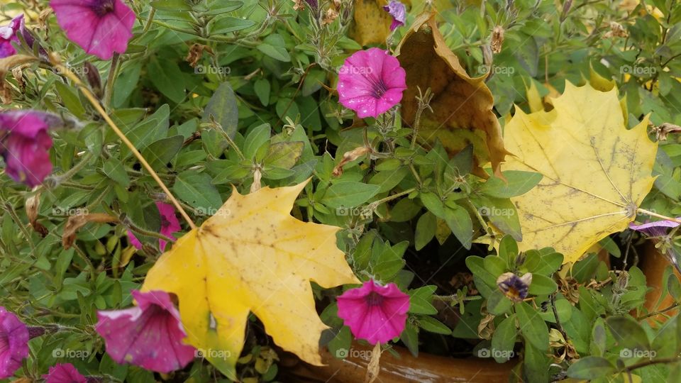 end of the blooming season