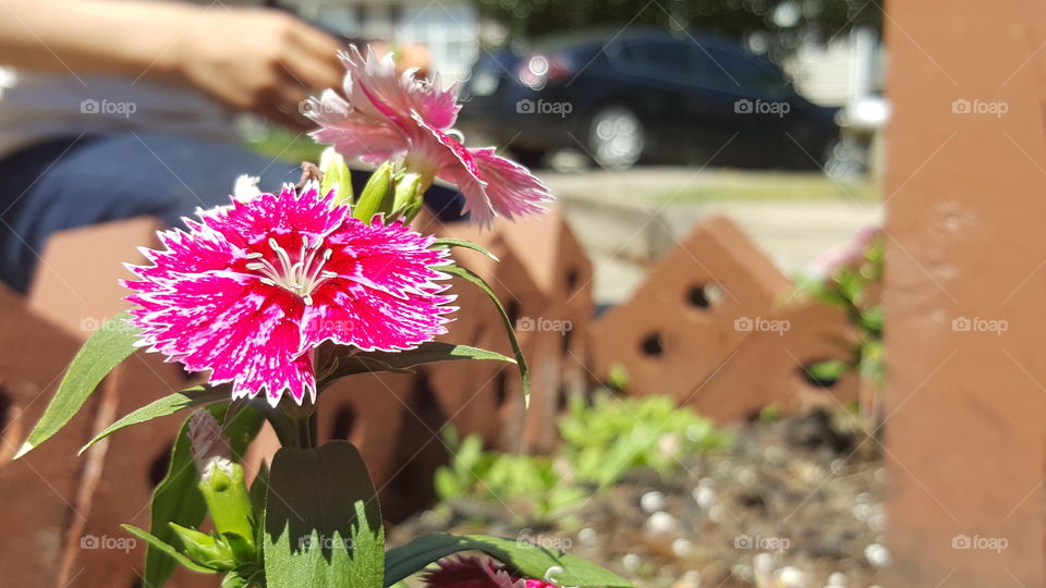 Mailbox flowers