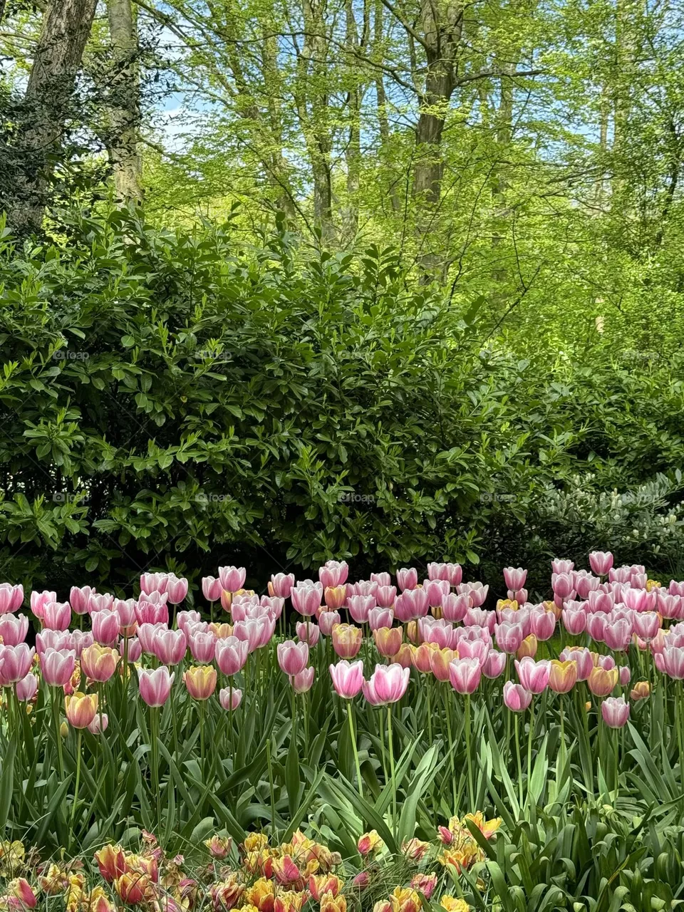 Tulips