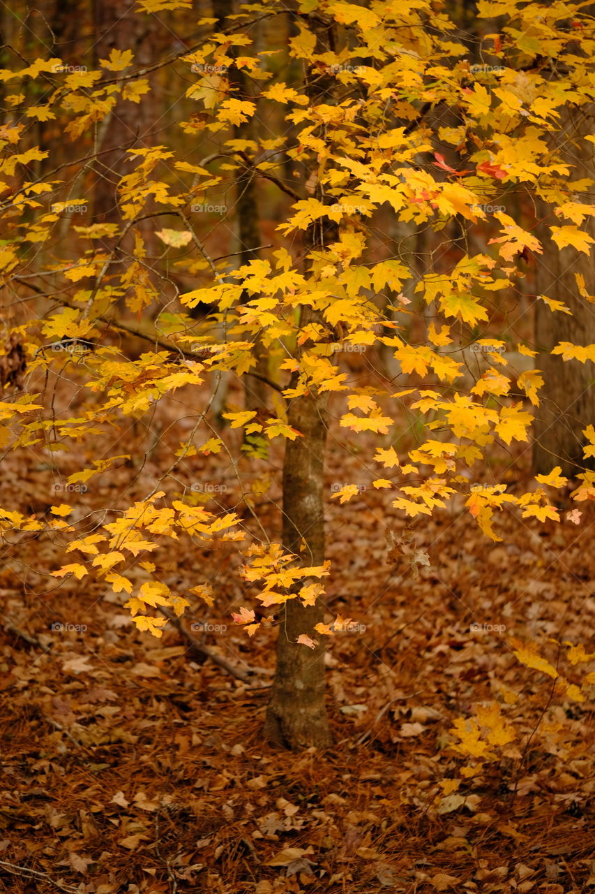 Caddo uncorked
Vibrant yellow leaves of autumn
Nice picture