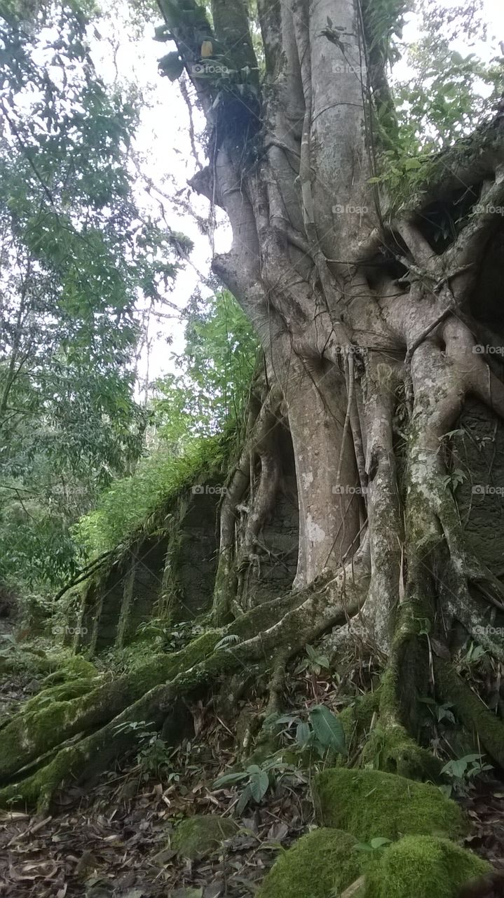 Nature taking back its space