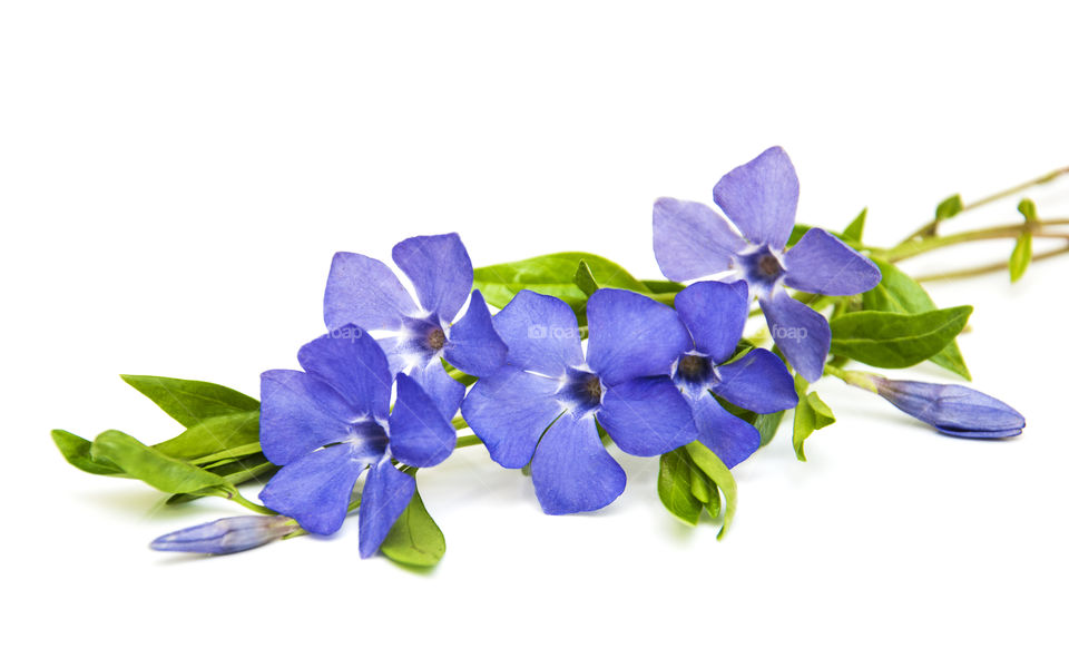 Periwinkle flowers 