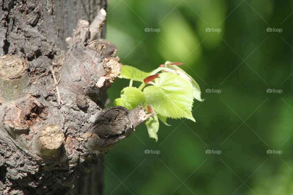 Leaves as new Life begins