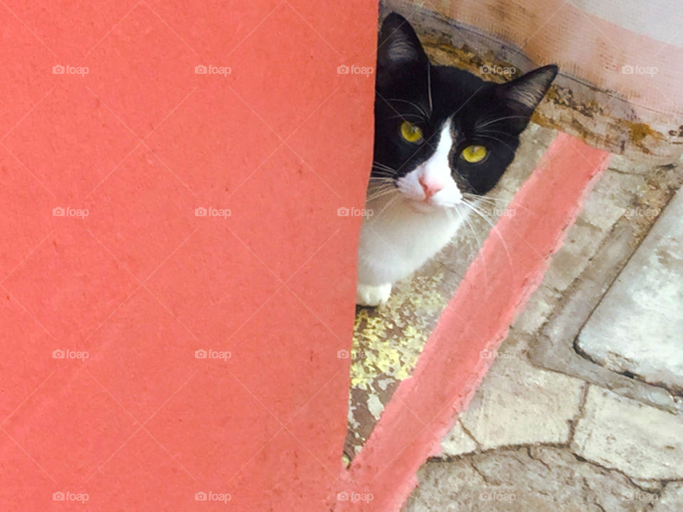 A black and white cat in Xela, Guatemala poking its head out from behind a dark pink wall.