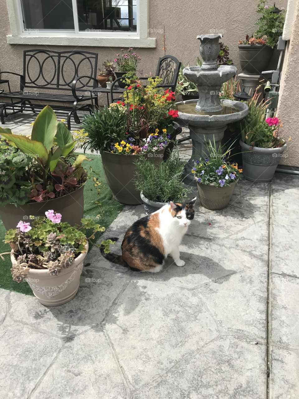 Calico cat in the backyard 