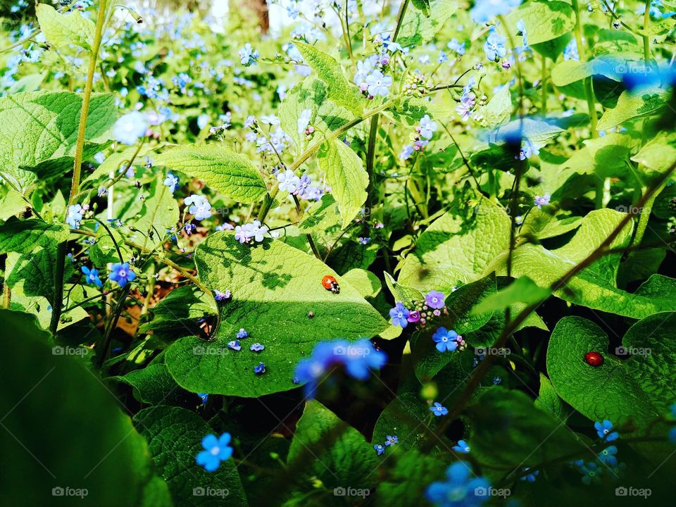 biedronka na liściu