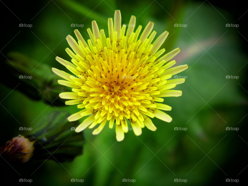 beautiful flower in the garden