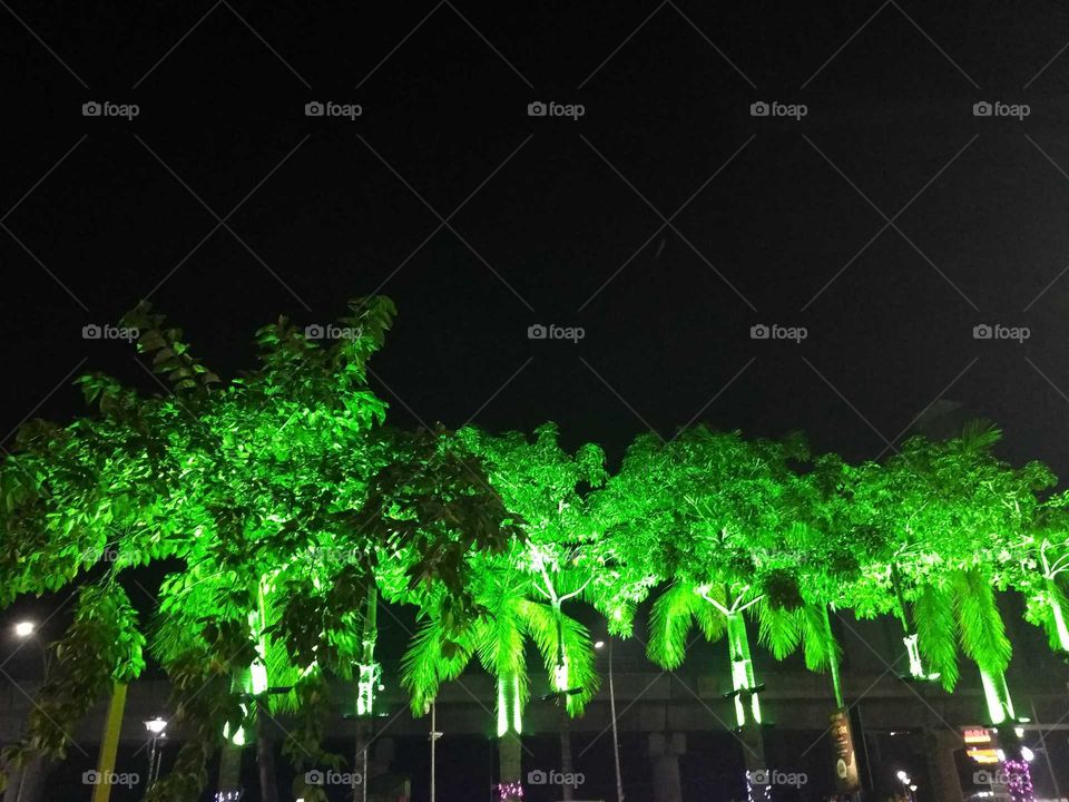 lighting in trees