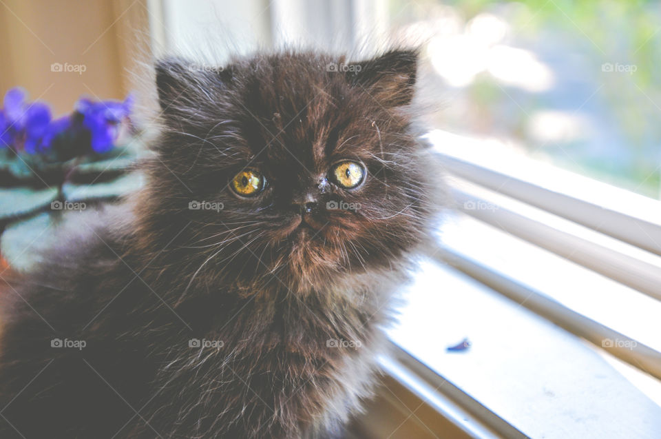Black Persian Kitten with Gold Eyes Sitting in Window 