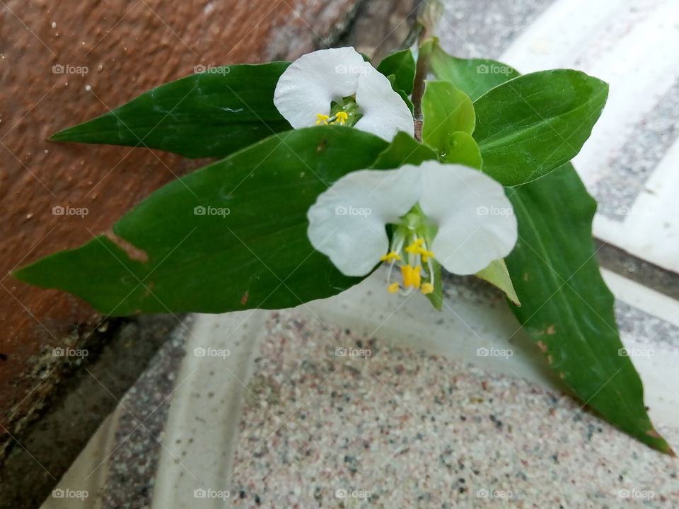Flower, Leaf, No Person, Nature, Flora