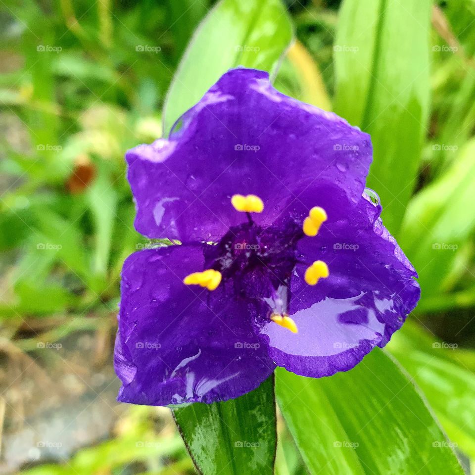 Rainy autumn day in the Netherlands.