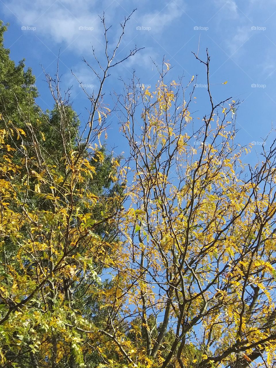 trees at different stages of autumn