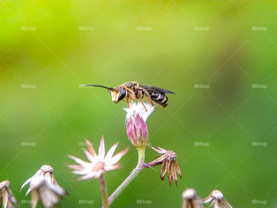 Bees on wildflowers.