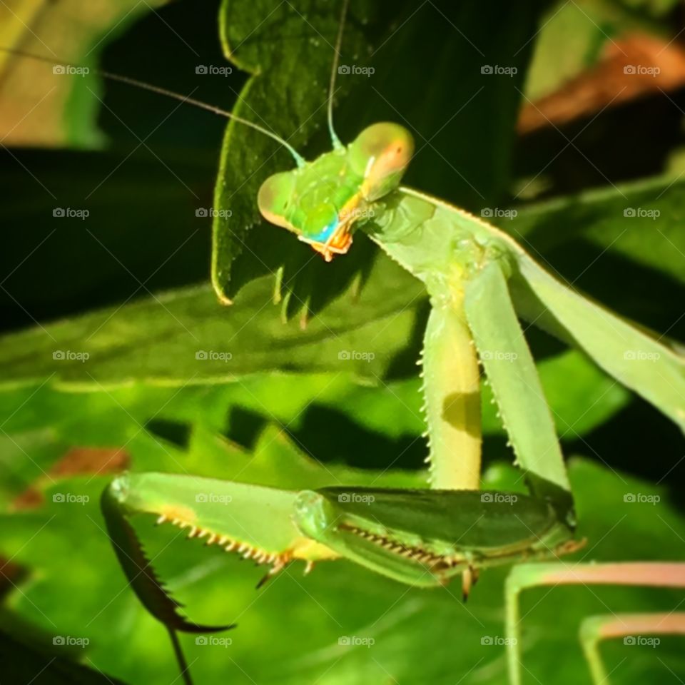 Praying mantis in garden
